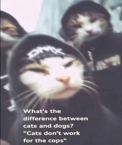 \МУКа*' the difference between cats and dogs? "Cats don't work for the cops"