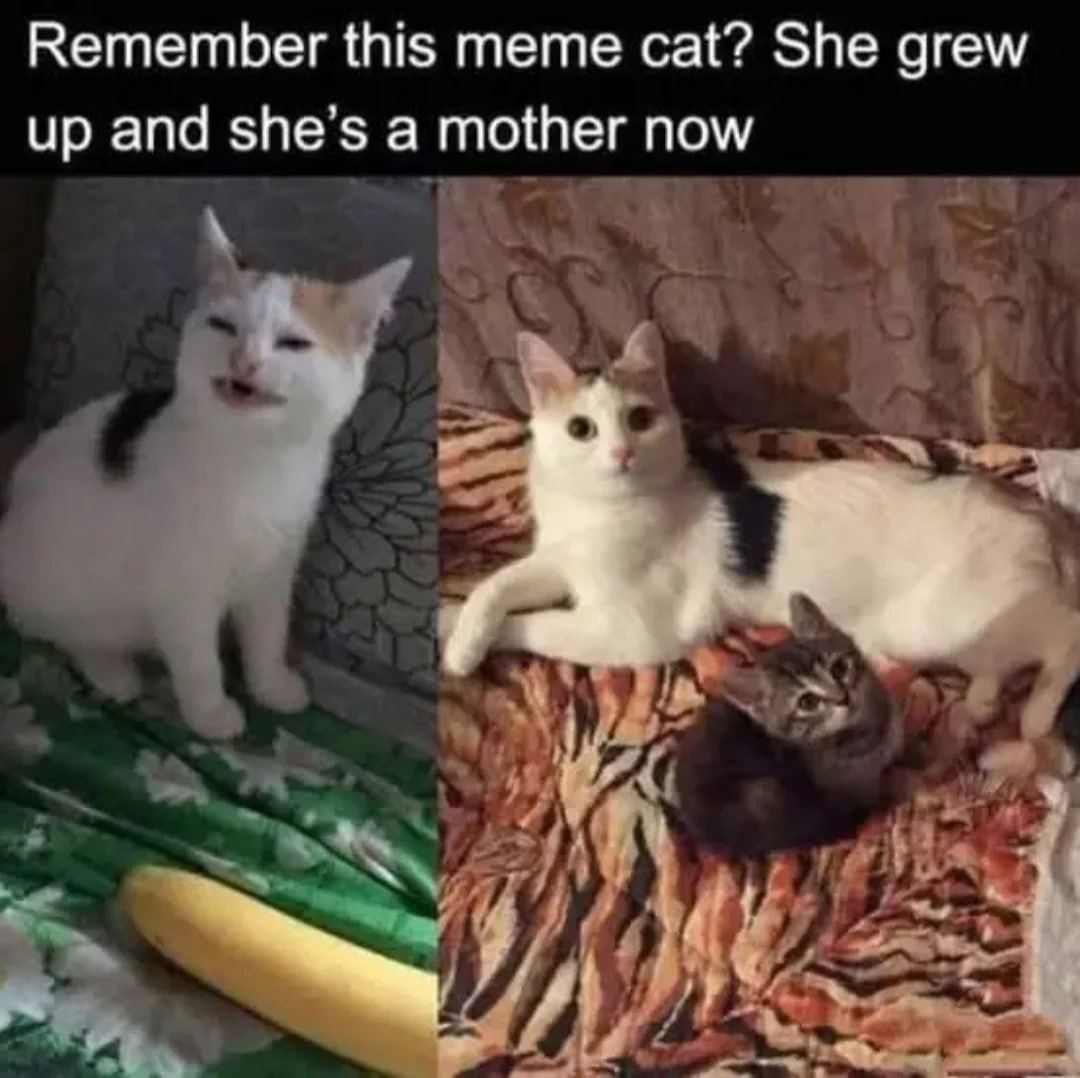 Remember this meme cat? She grew up and she’s a mother now