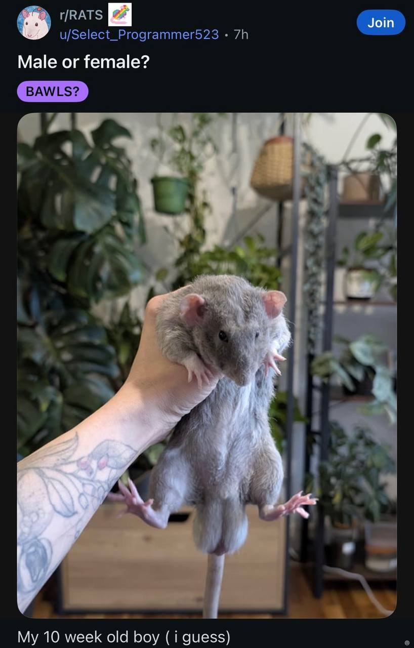 RATS u/Select_Programmer523 Join Male or female? к a My 10 week old boy (i guess)