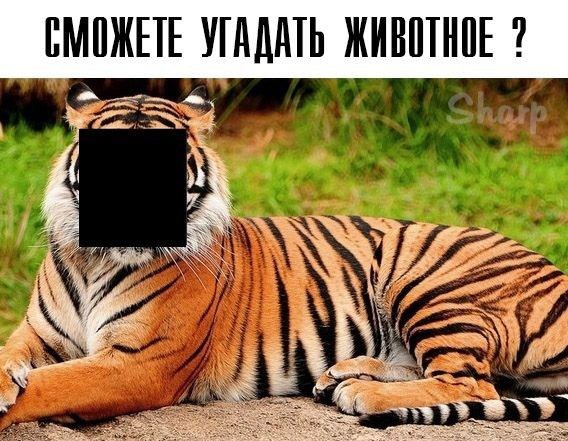 БМОЖЕТЕ УГАДАТЬ ЖИВОТНОЕ at 2 2/4 74