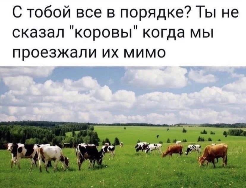 С тобой все в порядке? Ты не сказал ‘коровы" когда мы проезжали мимо