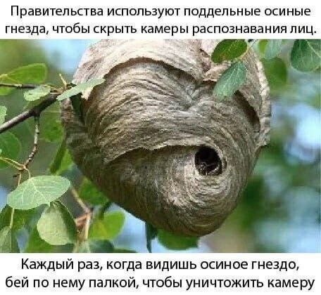 Правительства используют поддельные осиные гнезда, чтобы скрыть камеры распознавания лиц. i 4 be Каждый раз, когда видишь осиное гнездо, бей по нему палкой, чтобы уничтожить камеру