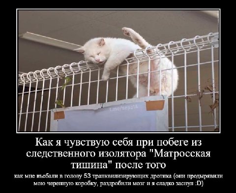 Как я чувствую себя при побеге из следственного изолятора "Матросская тишина после того как мне въебали в голову 53 транквилизирующих дротика (они продырявили мою черепную коробку, раздробили мозг и я