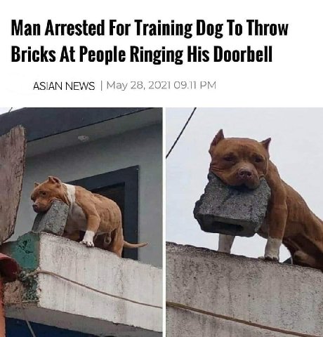 Man Arrested For Training Dog То Throw Bricks At People Ringing His Doorbell ASIAN NEWS May 28, 2021 09.11