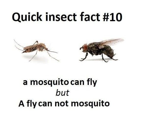 Quick insect fact #10 a mosquito can fly but A fly can not mosquito