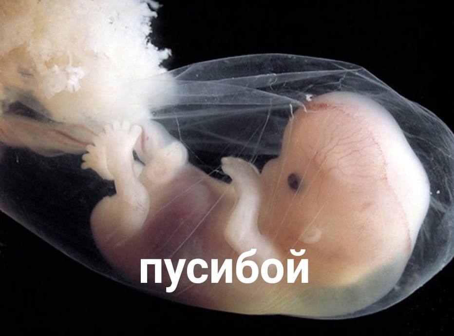 пусибой