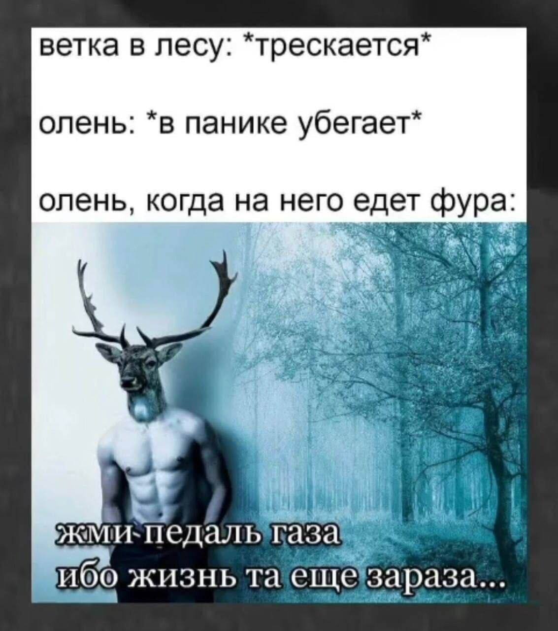 ветка в лесу: трескается олень: *в панике убегает олень, когда на него едет фура be ull ибо жизнь ещезараза...