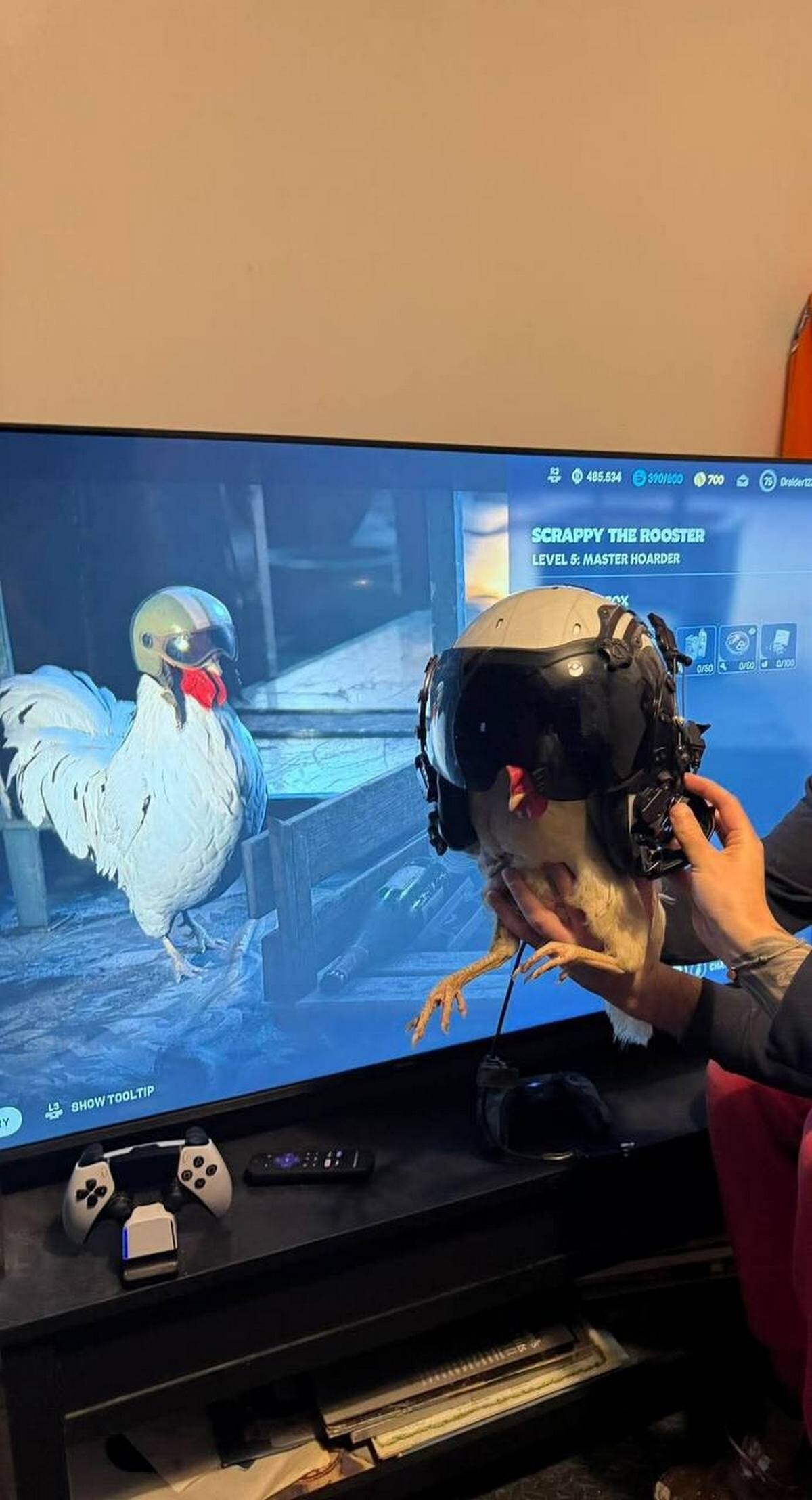SCRAPPY THE ROOSTER LEVEL 5: MASTER HOARDER at at
