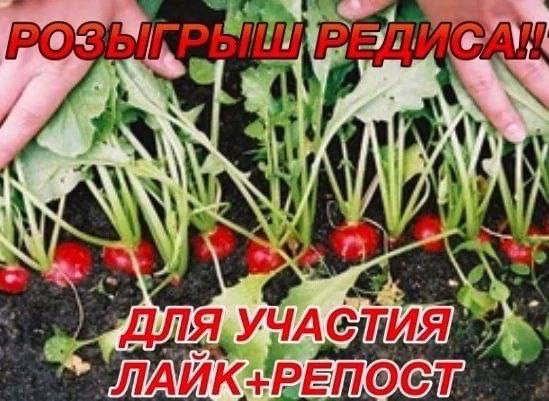 TAN) ЛАТ ДЛЯ,
