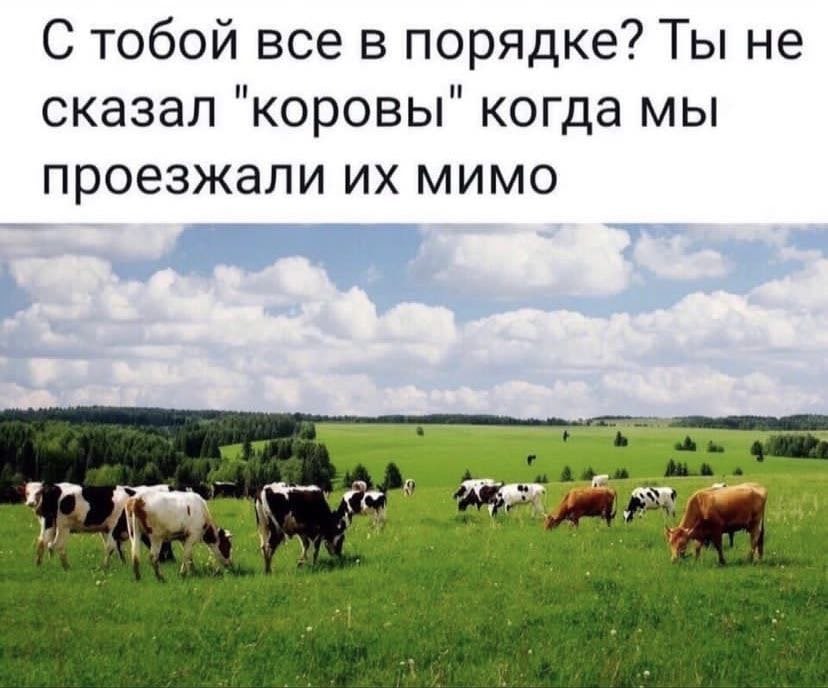 С тобой все в порядке? Ты не сказал ‘коровы" когда мы проезжали мимо