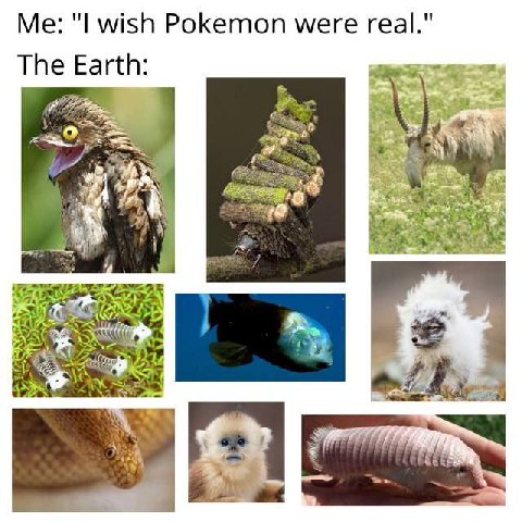 wish Pokemon were real." The Earth: 4 у 2.