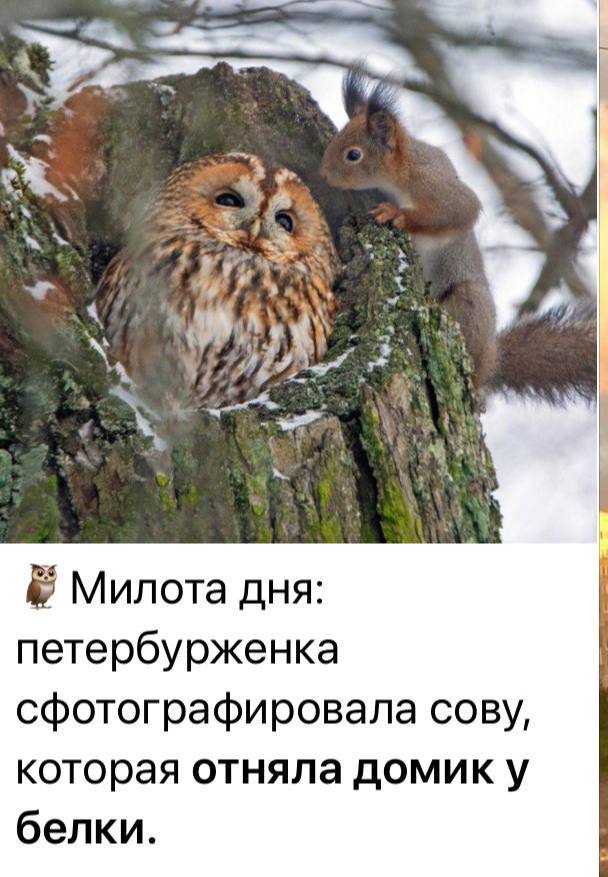 Милота дня: петербурженка сфотографировала сову, которая отняла домик у белки.