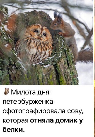 Милота дня: петербурженка сфотографировала сову, которая отняла домик у белки.
