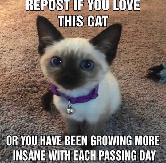 IF YOU THIS CAT OR YOU HAVE BEEN GROWING MORE INSANE WITH EACH PASSING DAY