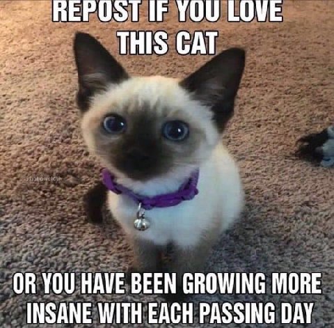 IF YOU THIS CAT OR YOU HAVE BEEN GROWING MORE INSANE WITH EACH PASSING DAY
