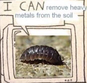 i С remove heavy metals from the soil