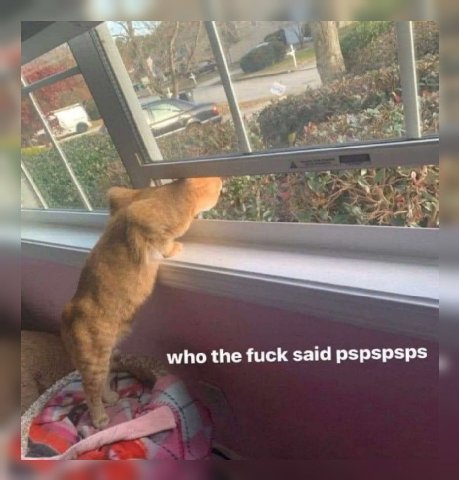 who the fuck said pspspsps