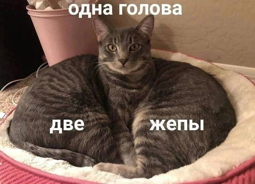 одна голова две жепы