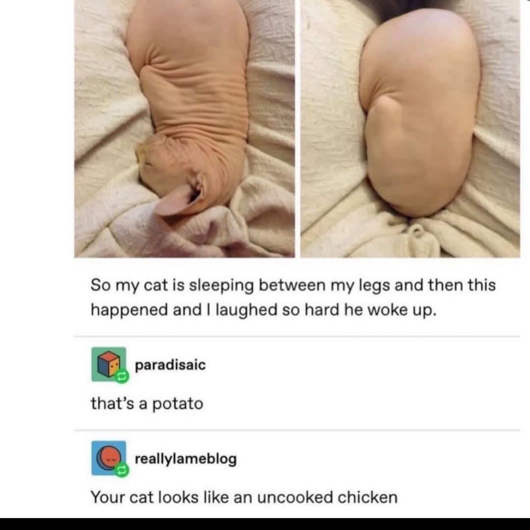 So my cat is sleeping between my legs and then this happened and laughed so hard he woke up. paradisaic that’s a potato reallylameblog Your cat looks like an uncooked chicken