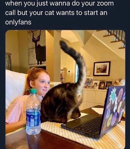 when you Just wanna your zoom call but your cat wants to start an onlyfans