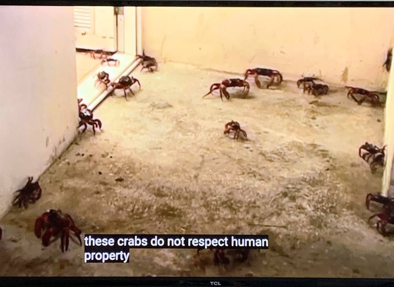 4 у 7 these crabs not respect human property