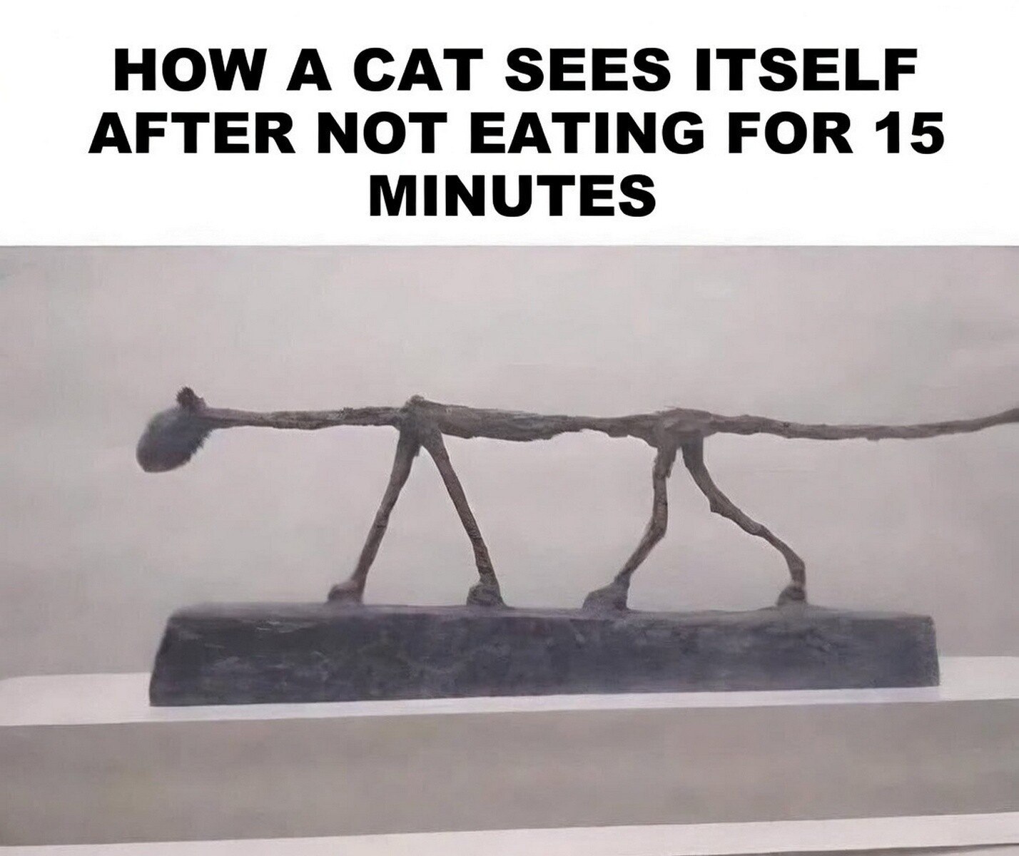 HOW CAT SEES ITSELF AFTER NOT EATING FOR 15 MINUTES