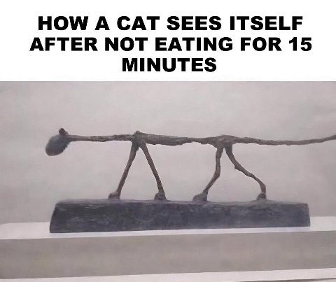 HOW CAT SEES ITSELF AFTER NOT EATING FOR 15 MINUTES