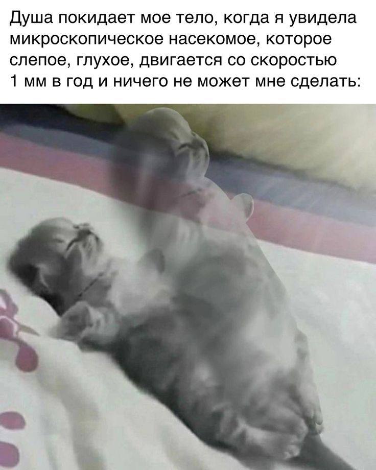 Душа покидает мое тело, когда я увидела микроскопическое насекомое, которое слепое, глухое, двигается скоростью 1 в год и ничего не может мне сделать