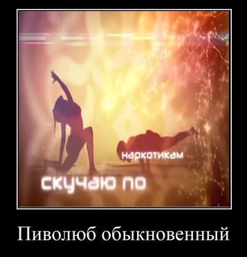 Пиволюб обыкновенный