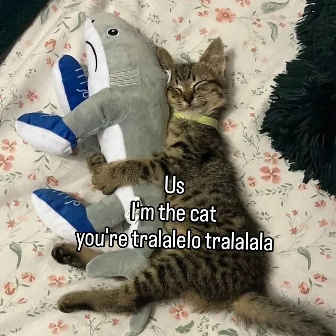 the cat you tralalala