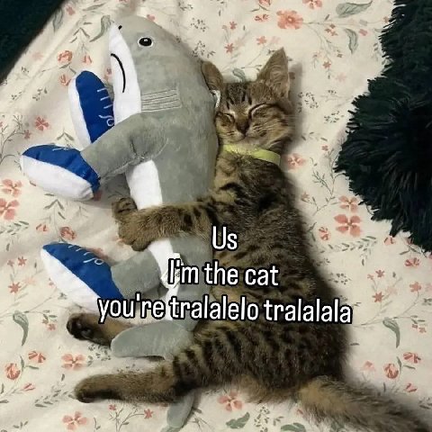 the cat you tralalala