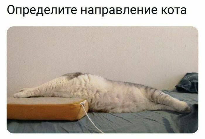 Определите направление кота pal