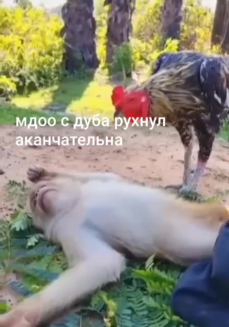 __ M00 с Дуба рухнул ‘wi `аканчательна lee |p