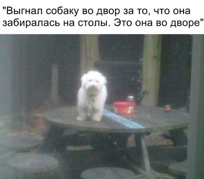 "Выгнал собаку во двор за то, что она забиралась на столы. Это она во дворе"