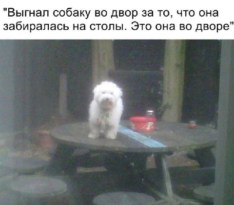 "Выгнал собаку во двор за то, что она забиралась на столы. Это она во дворе"