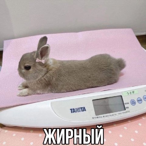 ЖИРНЫЙ