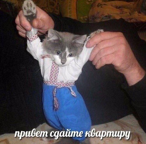привет сдайте квартиру