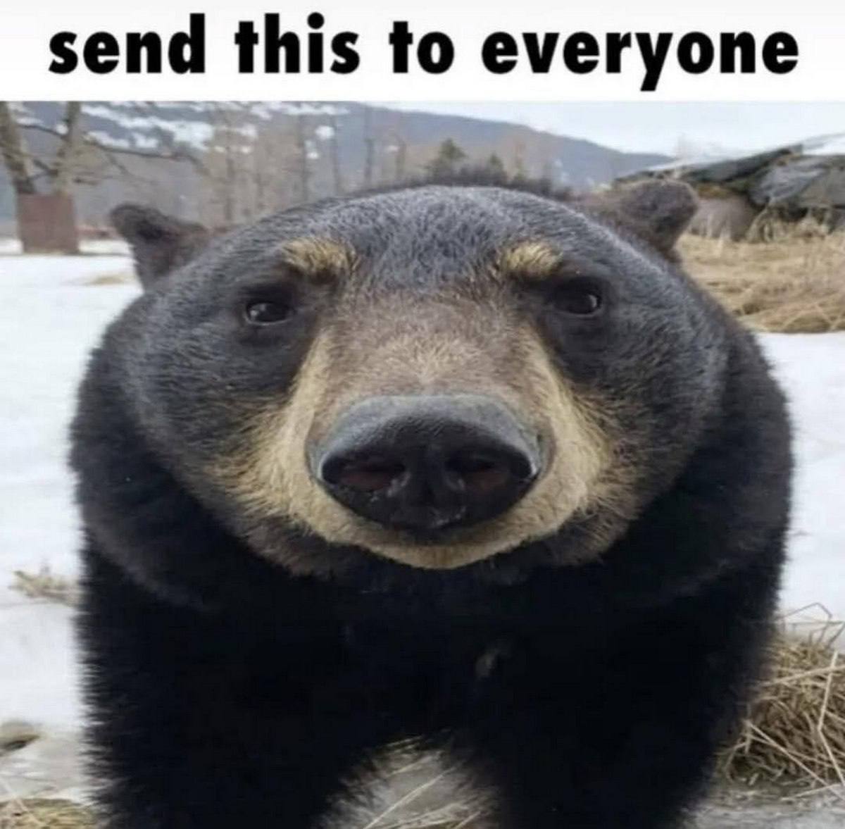 send this to everyone