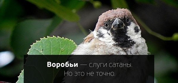 Ath A lid Воробьи слуги сатаны. Но это не точно.