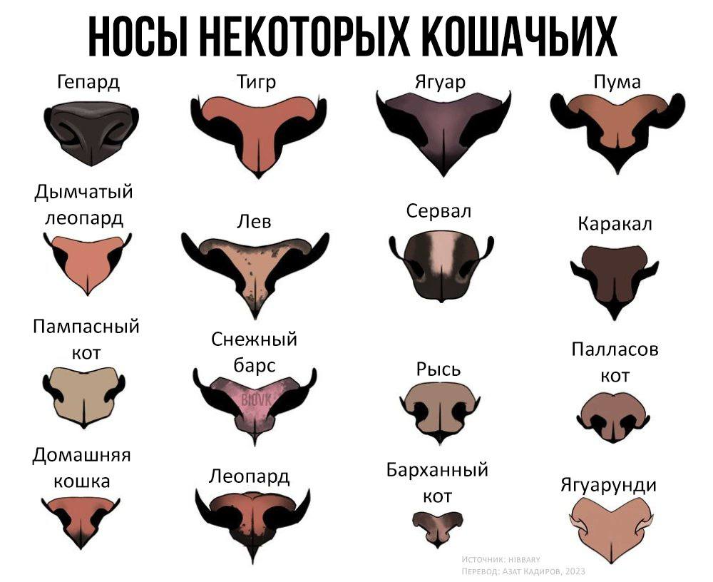 НОСЫ НЕКОТОРЫХ КОШАЧЬИХ Гепард Тигр Ягуар Пума Дымчатый Сервал Лев Каракал Пампасный Снежный KOT Палласов барс Рысь КОТ Домашняя кошка Леопард Барханный КОТ