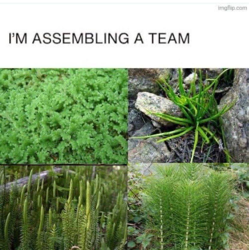 ASSEMBLING A TEAM №1 Alp, oon