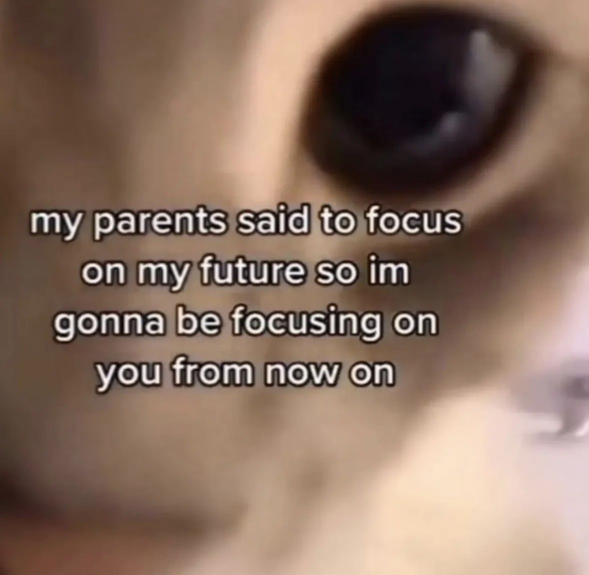 my parents Said to focus on my future so gonna be focusing on you from now on