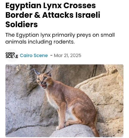 Egyptian Lynx Crosses Border Attacks Israeli Soldiers The Egyptian lynx primarily preys on small animals including rodents. Cairo Scene Mar 21, 2025 у