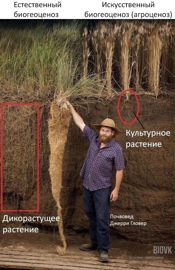 Естественный Искусственный биогеоценоз биогеоценоз (агроценоз) Культурное растение Почвовед Дикорастущее Джерри Гловер растение