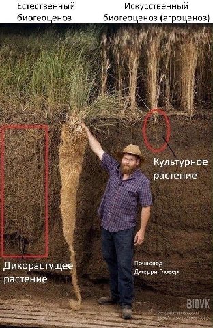 Естественный Искусственный биогеоценоз биогеоценоз (агроценоз) Культурное растение Почвовед Дикорастущее Джерри Гловер растение