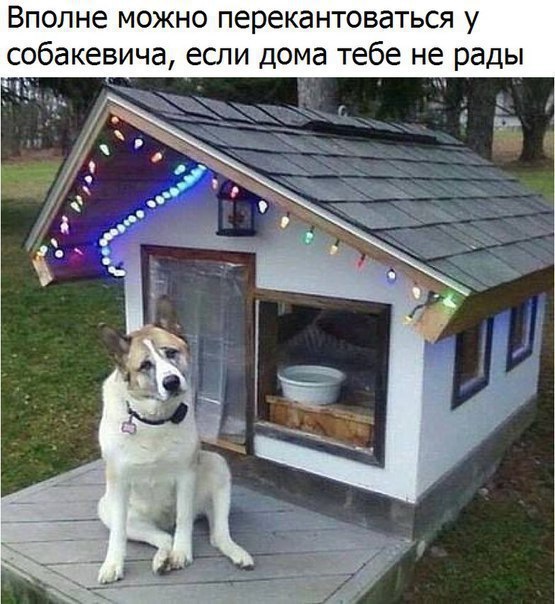 Вполне можно перекантоваться у собакевича, если дома тебе не рады 3