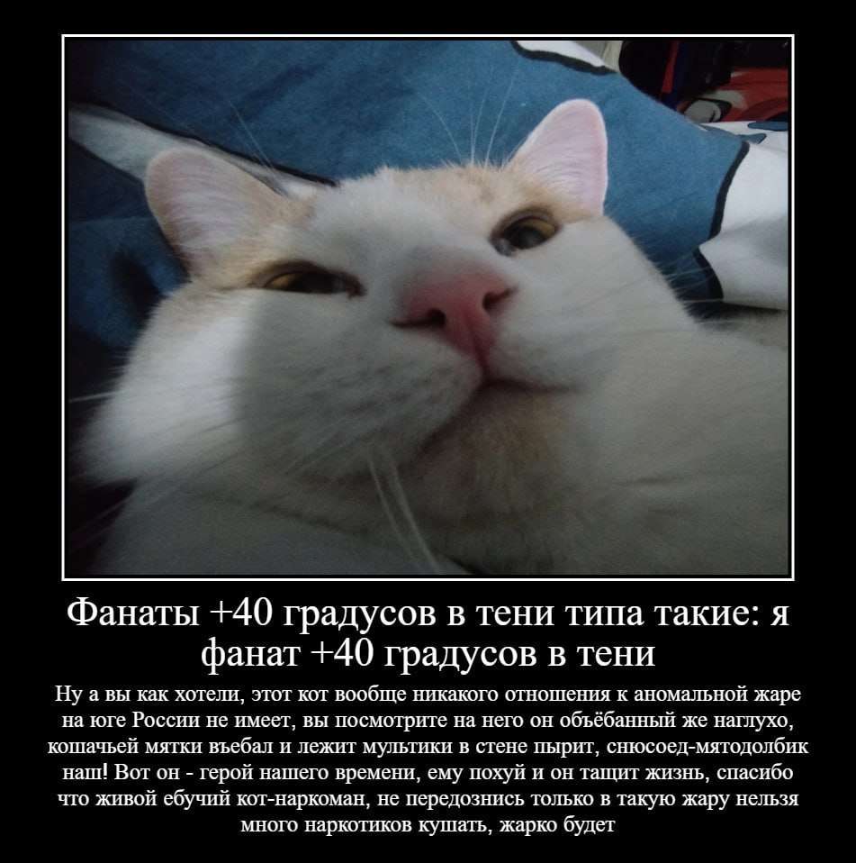 Фанаты +40 градусов в тени типа такие: я фанат +40 градусов в тени Нуа вы как хотели, этот кот вообще никакого отношения к аномальной жаре на юге России не имеет, вы посмотрите на него он объёбанный ж