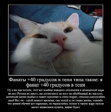 Фанаты +40 градусов в тени типа такие: я фанат +40 градусов в тени Нуа вы как хотели, этот кот вообще никакого отношения к аномальной жаре на юге России не имеет, вы посмотрите на него он объёбанный ж