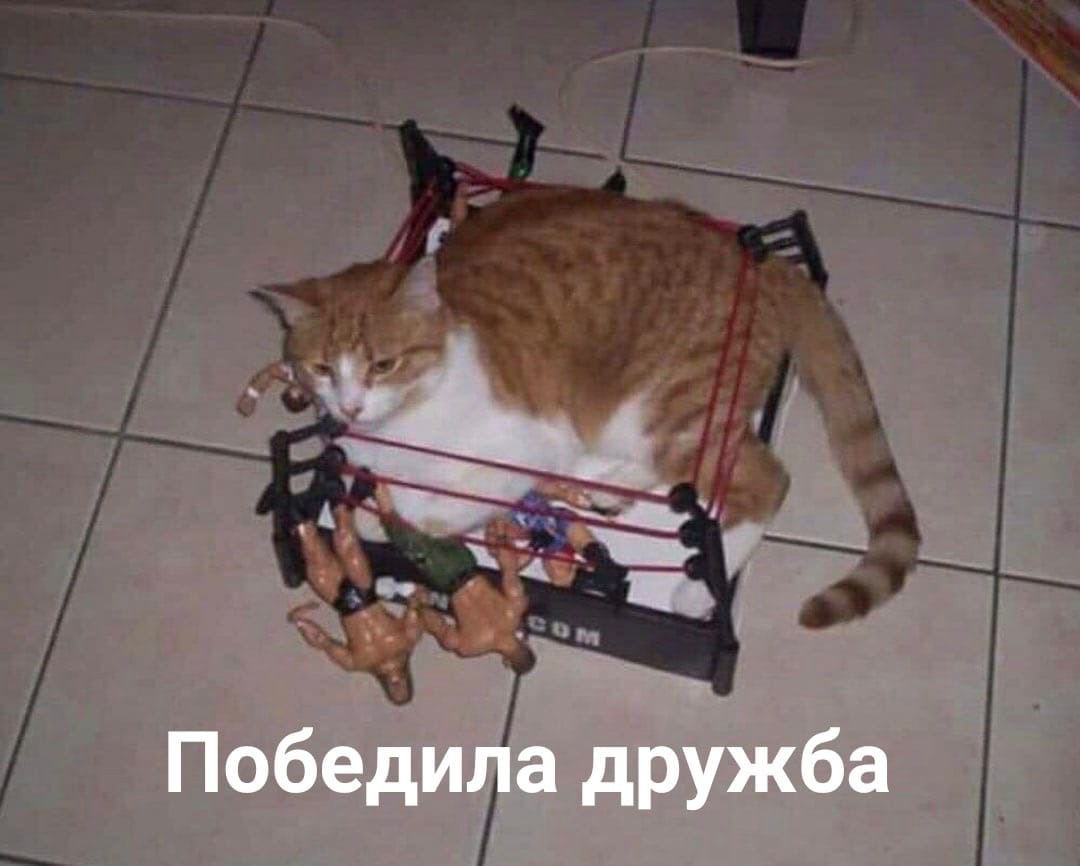 Победила дружба