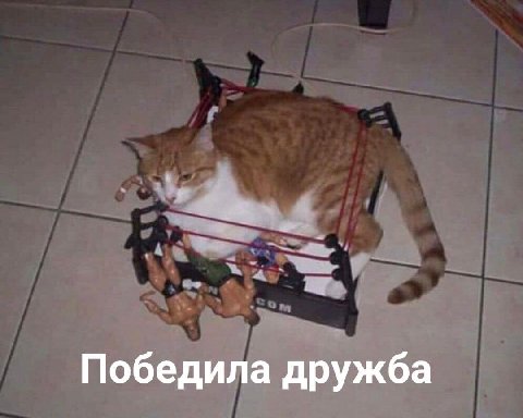 Победила дружба